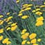 Photo of Perennials