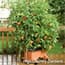 Photo of Pots, Baskets & Planters