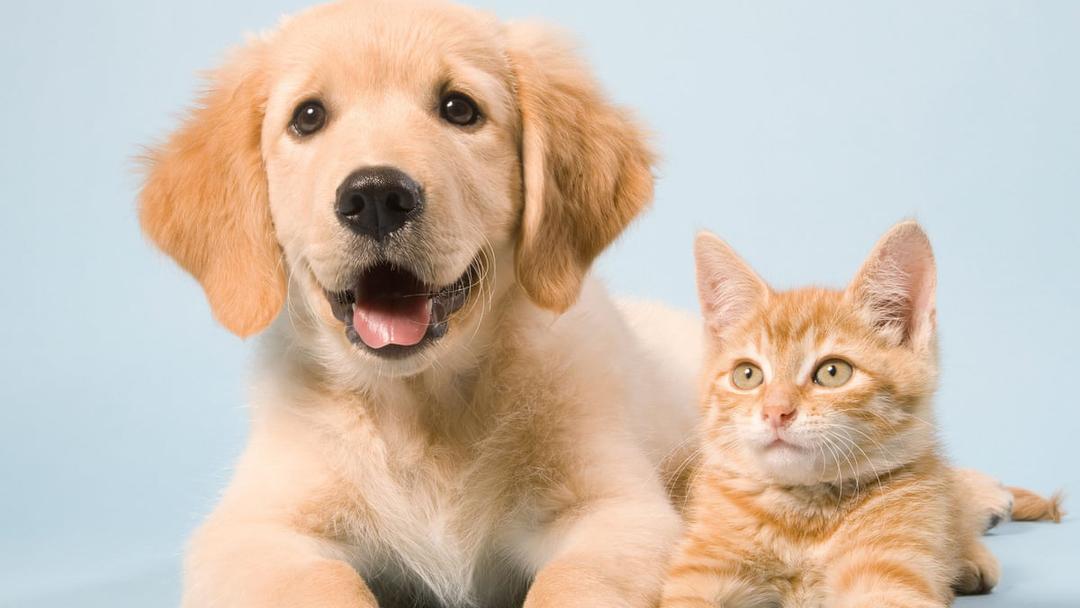 Support Plus Catalog Free Catalogs by Mail and Online