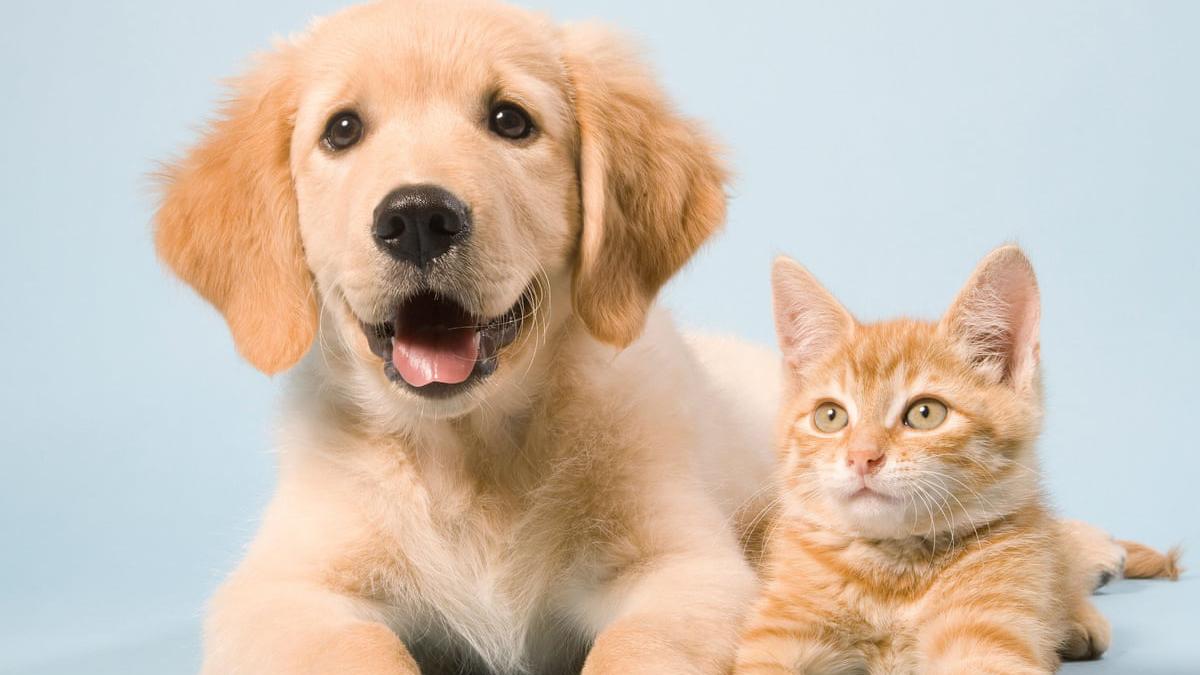 Support Plus Catalog Free Catalogs by Mail and Online