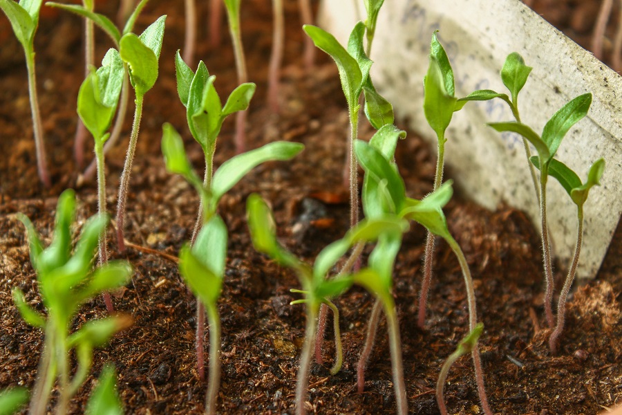 Sprouting Plants