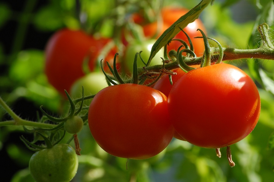 Red and Green Tomatoes Hanging on Vine