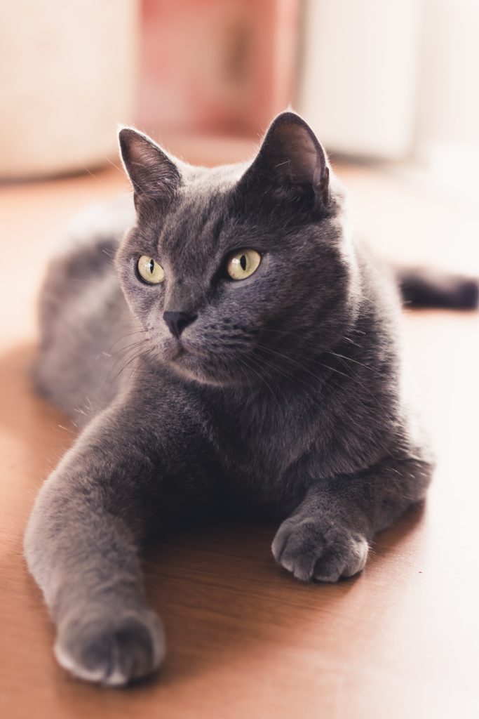 cute cat pet