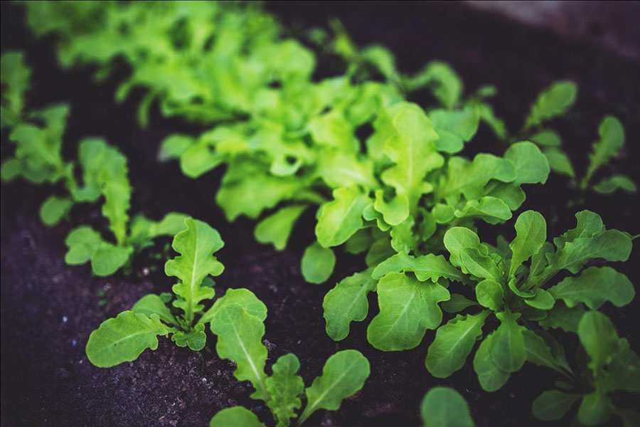 Recently Sprouted Salad Greens