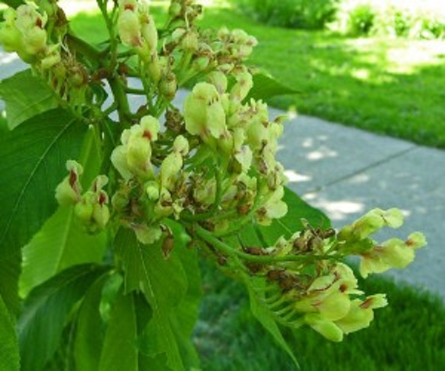 Buckeye is a green, flowering shrub Buckeye is a green, flowering shrub