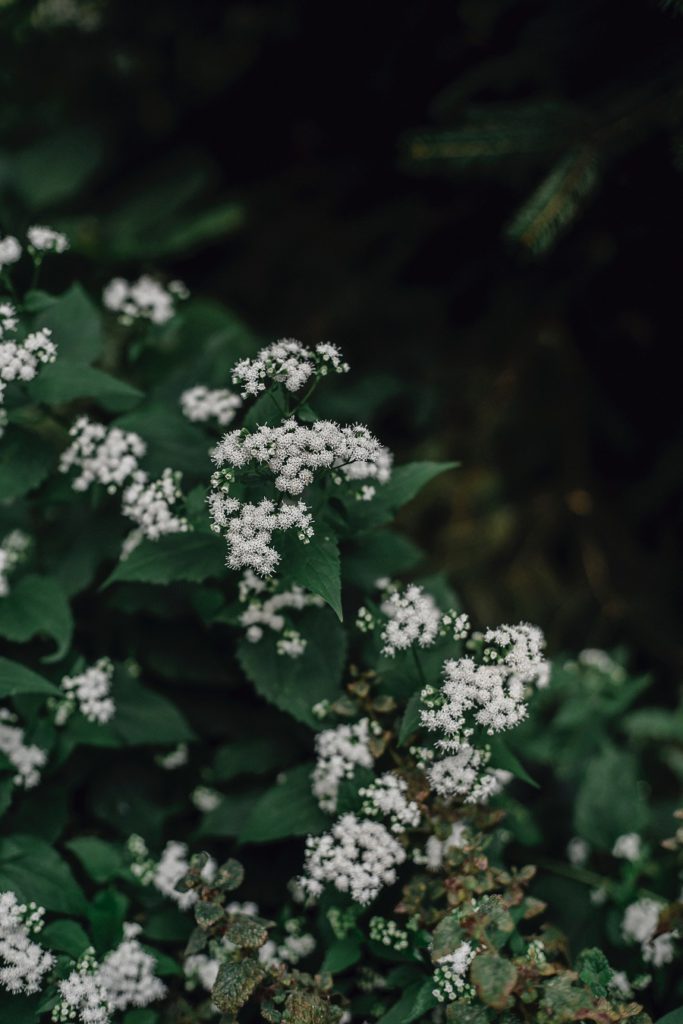 Viburnum is one of the most popular shrubs Viburnum is one of the most popular shrubs
