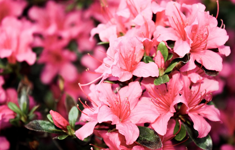 Azalea plant has white, yellow, red and pink varieties Azalea plant has white, yellow, red and pink varieties