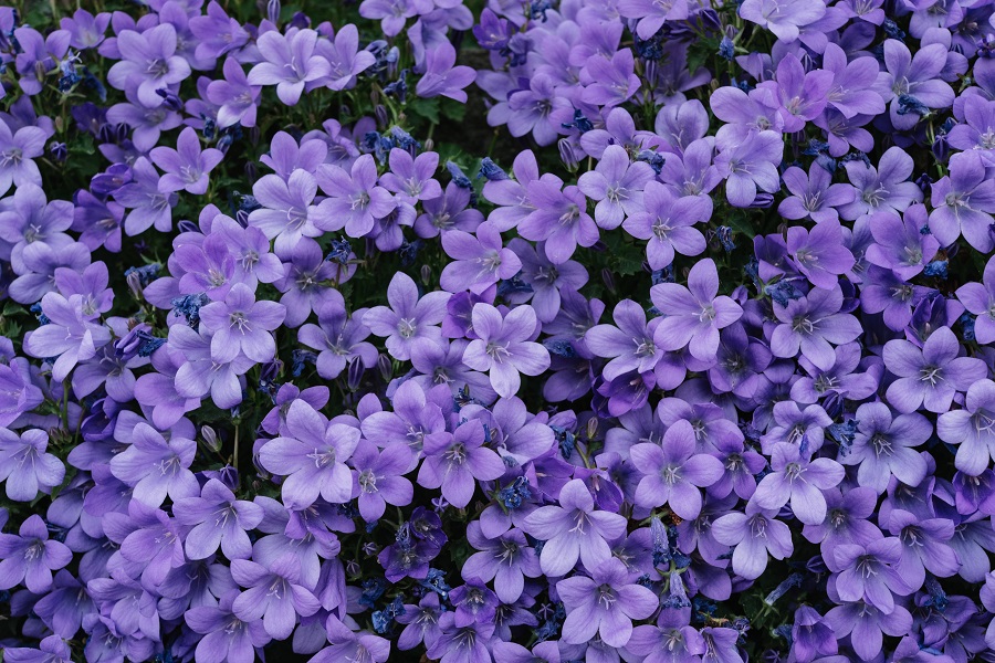 Lilacs are on the most popular ornamental shrubs list Lilacs are on the Top 10 Common Flowering Bushes