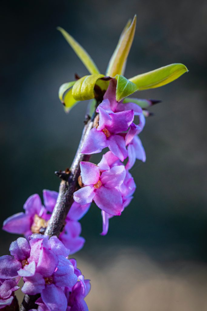 Daphne is a popular flowering shrub Daphne is a popular flowering shrub