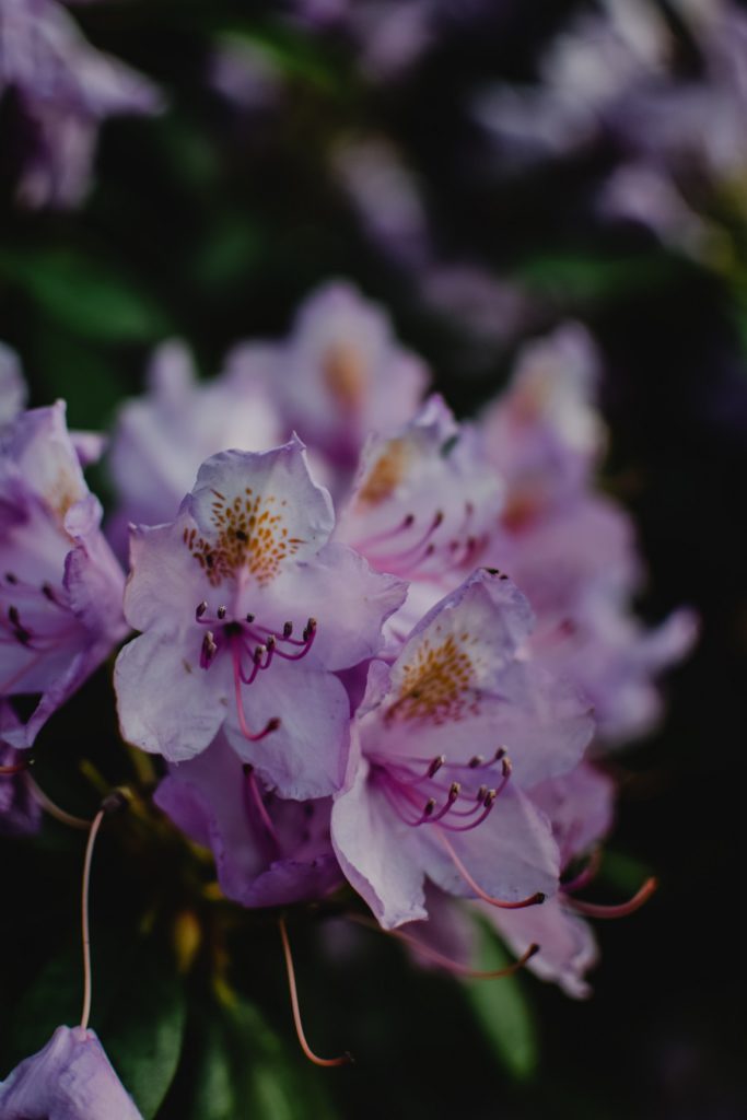 The most popular flowering bush, rhododendrons The most popular flowering bush, rhododendrons