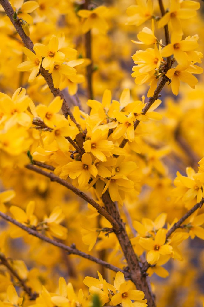 Forsythia is part of Top 10 Common Flowering Bushes Forsythia is part of the Top 10 Common Flowering Bushes