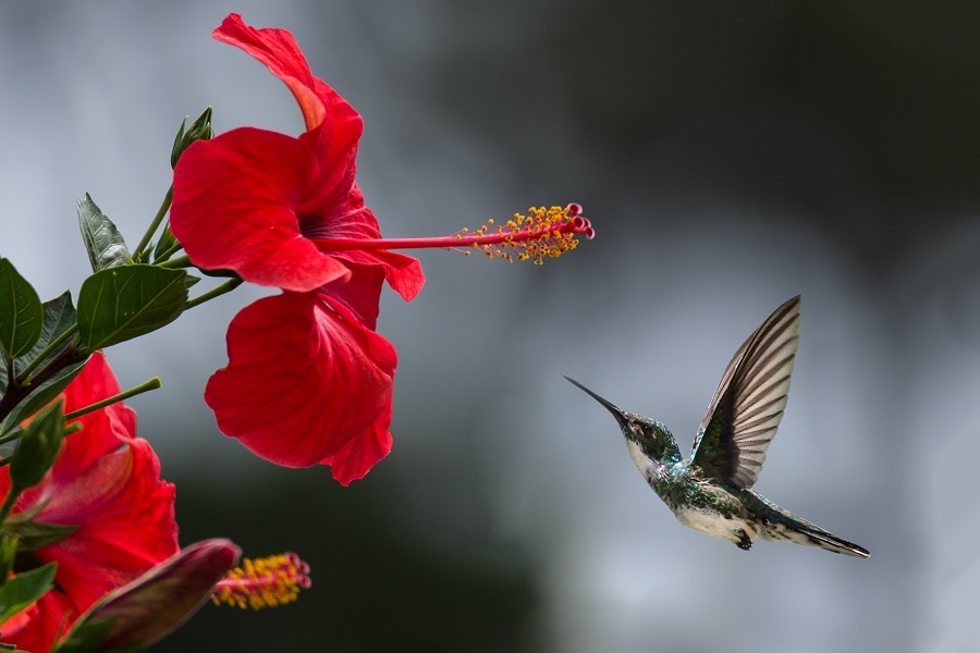 Hibiscus is a wide variety shrub perfect for your garden Hibiscus is a wide variety shrub perfect for your garden