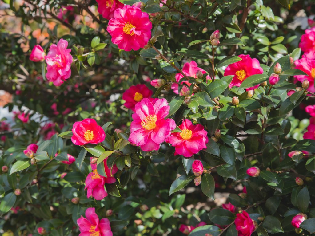 Camellias are best shrubs that can bloom in your garden Camellias are best shrubs that can bloom in your garden