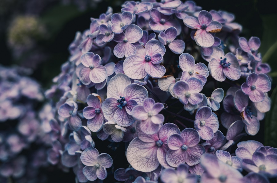 Hydrangea is a Top 10 Common Flowering Bushes with different varieties Hydrangea is a Top 10 Common Flowering Bushes with different varieties