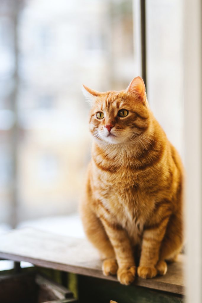 Top 10 CAt Forums Top 10 CAt Forums