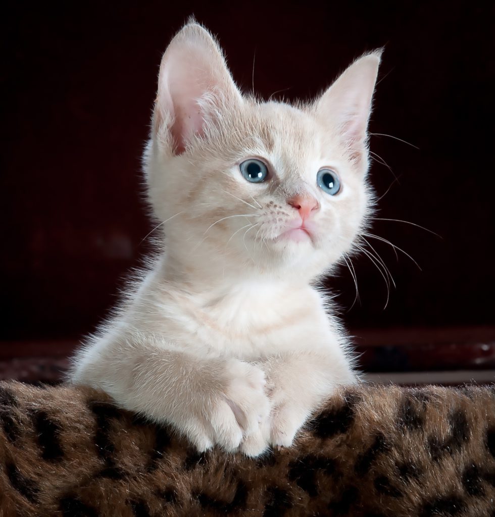 Cat forums Cat forums