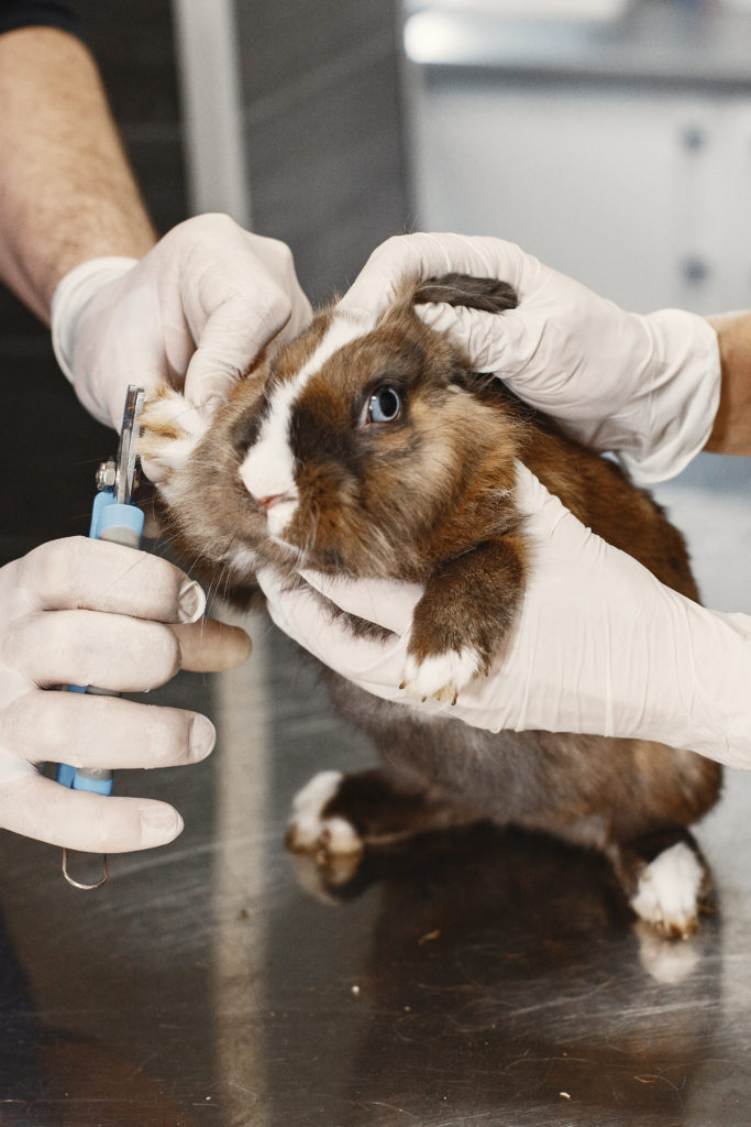 Request a Doctors Foster and Smith Free Catalog for 2022