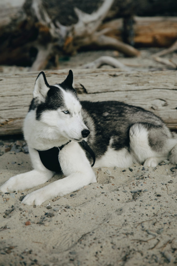 Request a Doctors Foster and Smith Free Catalog for 2022