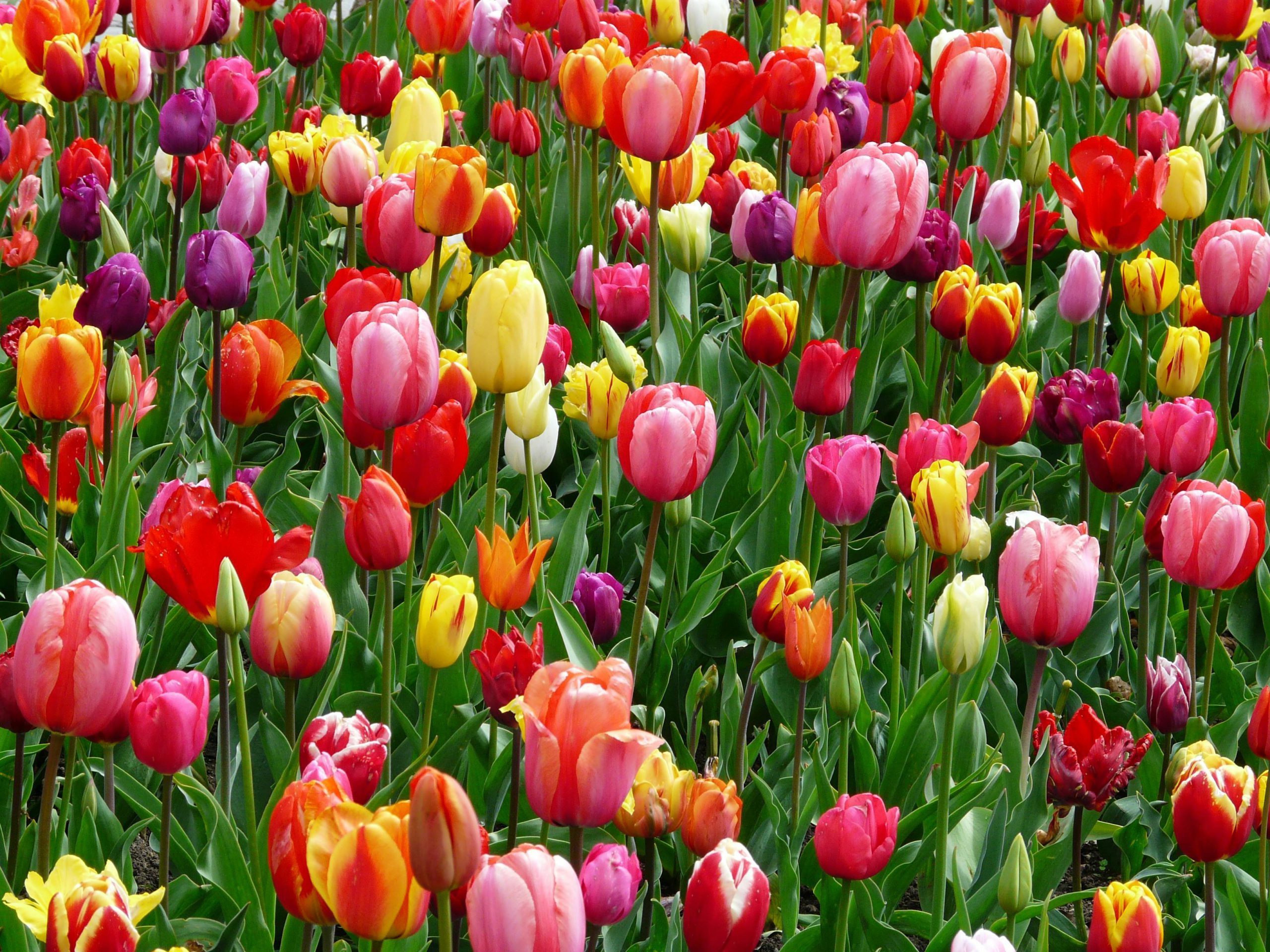 10 Spring Flower Bulbs for Beginners to Bloom a Beautiful Garden